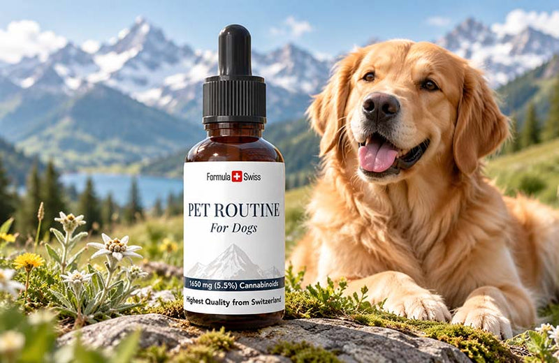 CBD for dogs: dosage by weight, safety and research